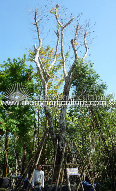 Lagerstroemia Macrocarpa 3